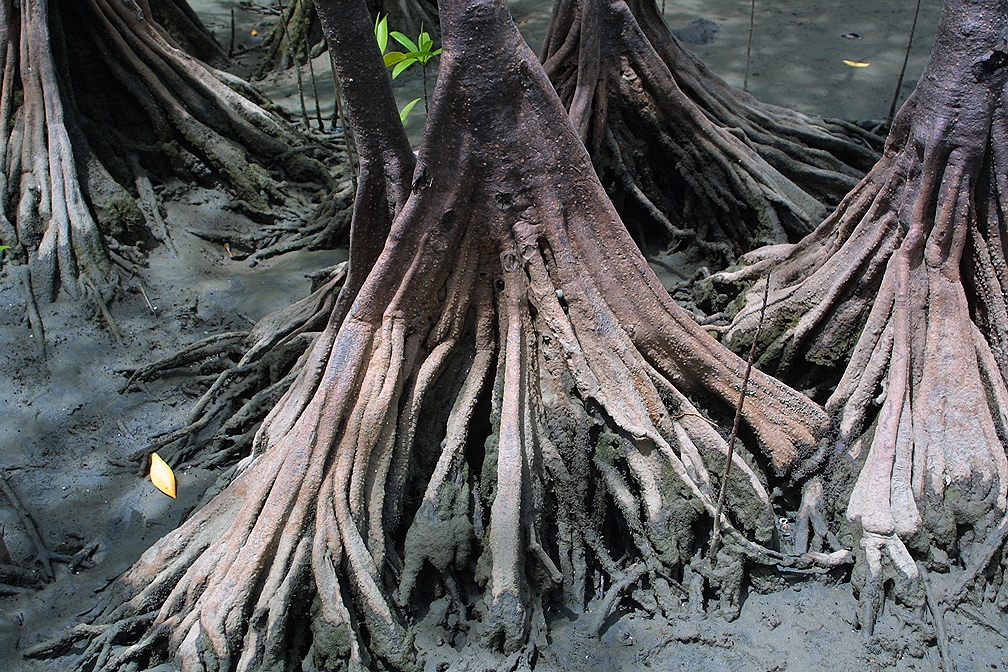 Pelliciera rhizophorae roots